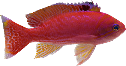 Twinspot Anthias - Male