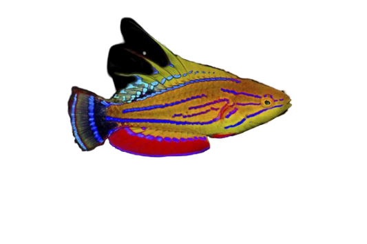 Carpenters Wrasse Male