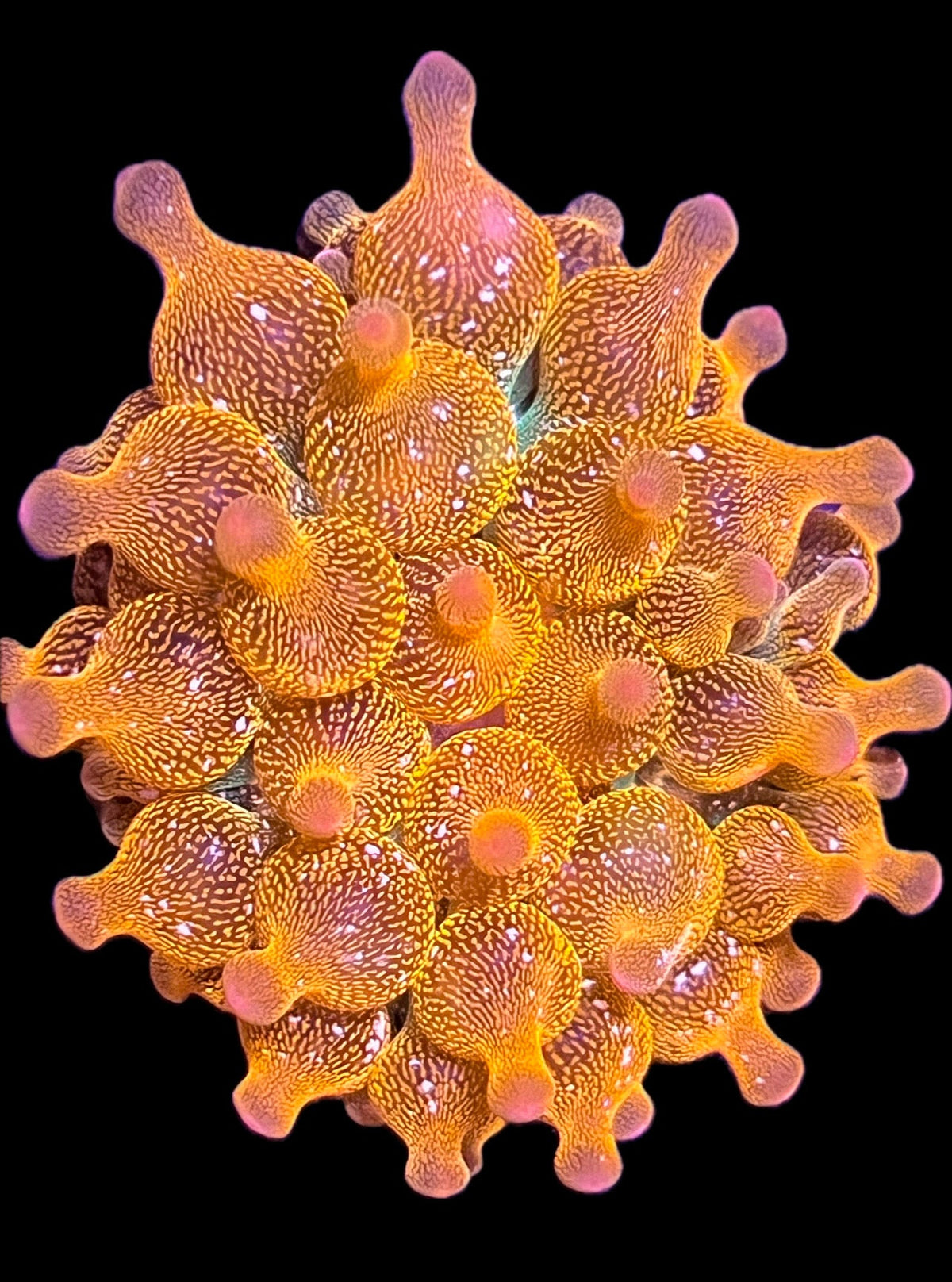 WYSIWYG Anemone #35