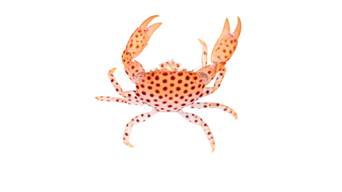 Polka Dot Acro Crab M 