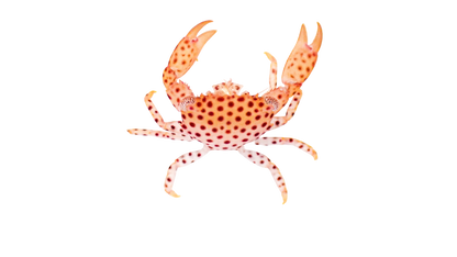 Polka Dot Acro Crab M 