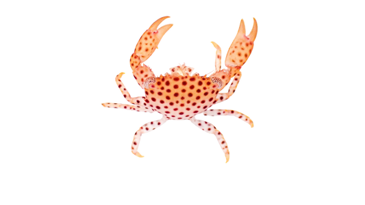 Polka Dot Acro Crab M 