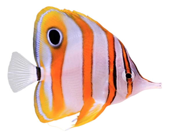 Copperband Butterfly L