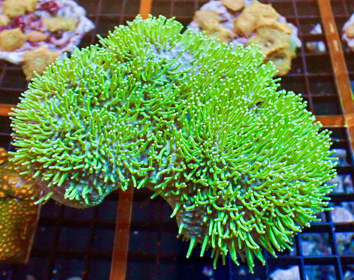 Neon Green Toadstool Leather