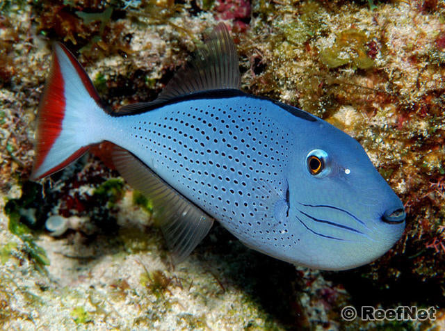 Sargassum Triger + Free Frag Deal
