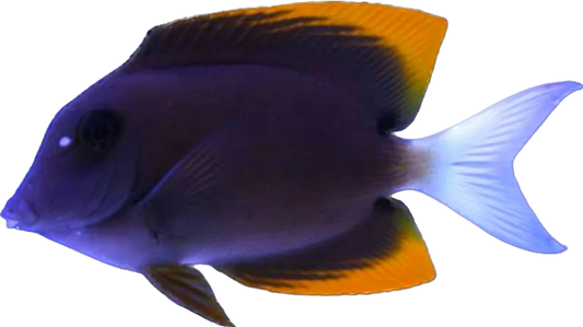 Tomini Tang S