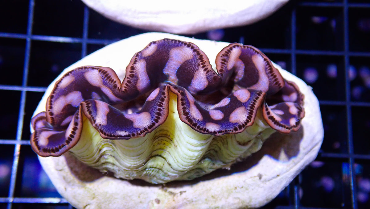 Gold Maxima Clam