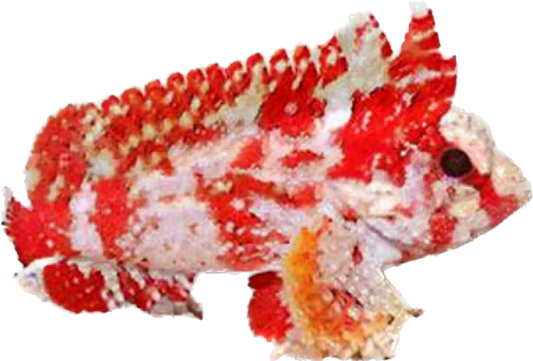 Pygmy Waspfish