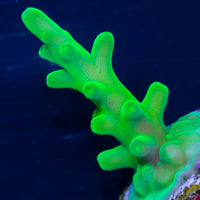 Green Dragon Frag