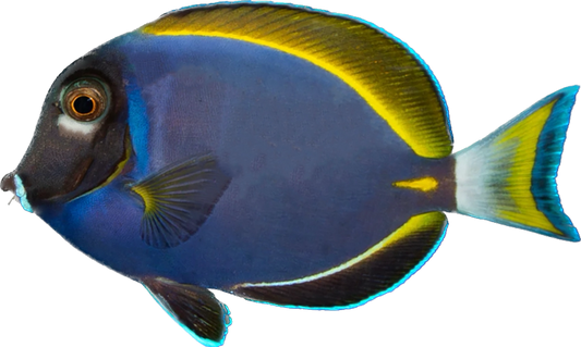 White Cheek/Powder Blue Hybrid ML