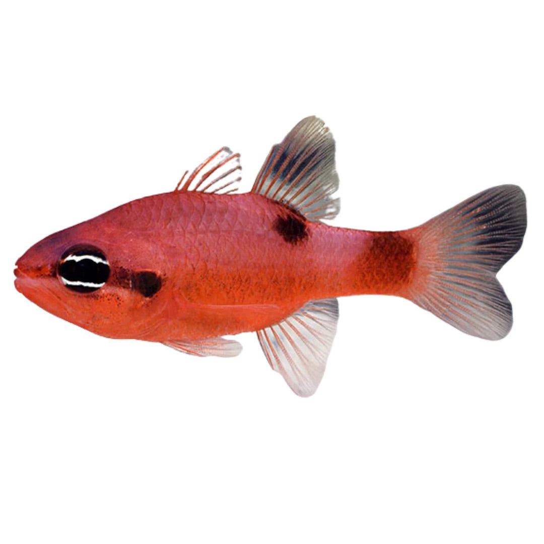 Flame Cardinal M