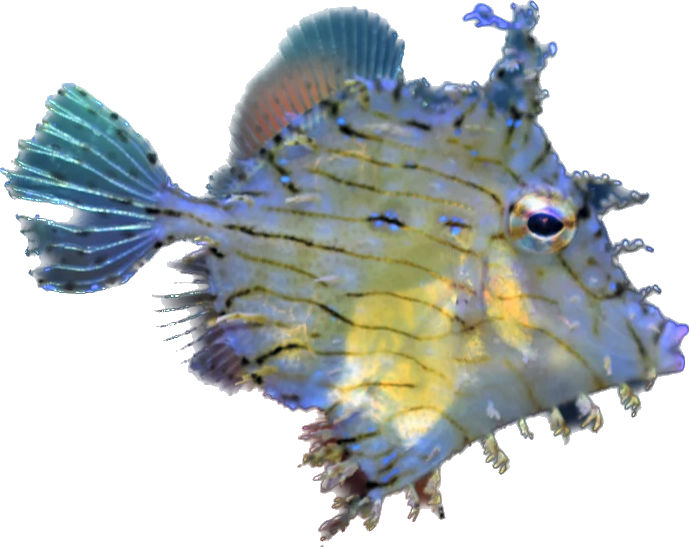 Tassle Filefish