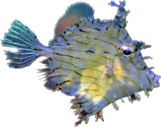 Tassle Filefish