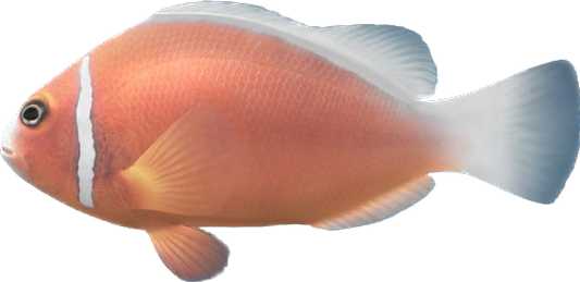 Pink Skunk Clownfish