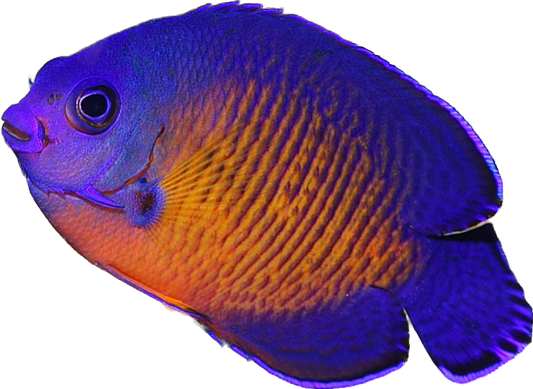 Deep Water Coral Beauty Angel M