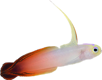 Firefish