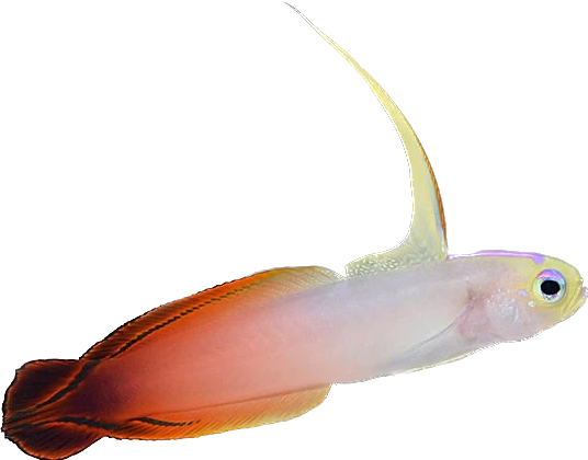 Firefish