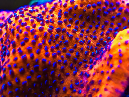 RW Cultured Mystic Monti Frag