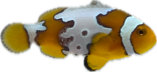 Extreme Snow Onyx Clown