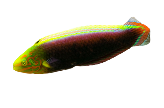 Radiant Wrasse M