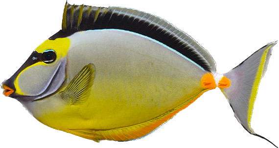 Naso Tang XXXL