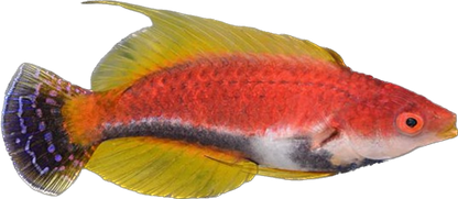 Whip Fin Fairy Wrasse M