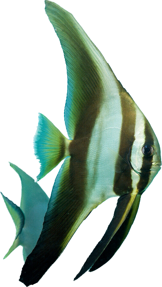 Longfin Batfish L