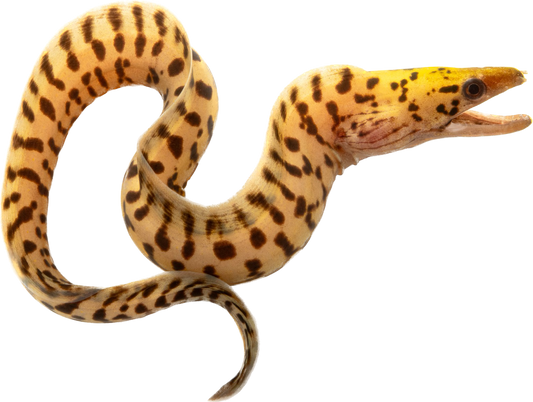 Fimbriated Moray Eel