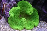 Carpet - Ultra Neon Green 