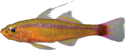 Blotchtail Pygmy Goby
