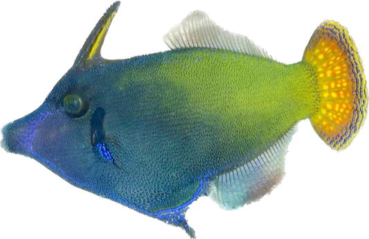 Orangetail Filefish