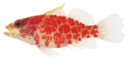 Dwarf Geometric Hawkfish