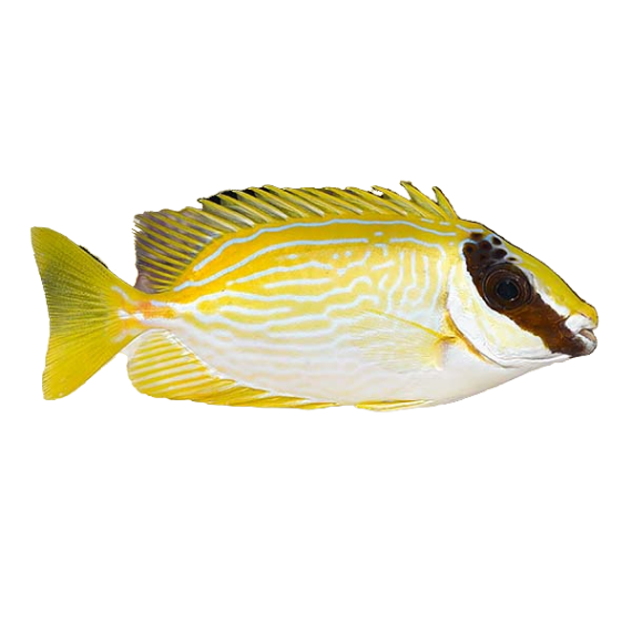 Masked Rabbitfish Small