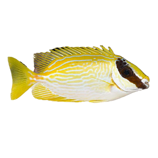 Masked Rabbitfish Small