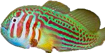 Red & Green Clown Goby