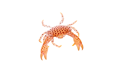 Polka Dot Acro Crab M 