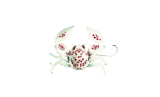 White Porcelain Anemone Crabs