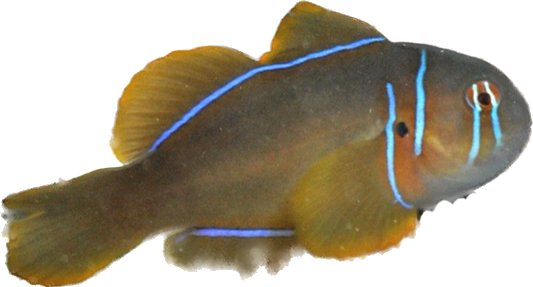 Lemon Goby