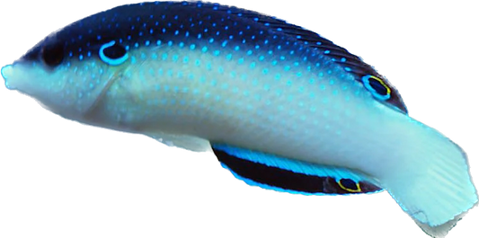 Black Backed China Wrasse M