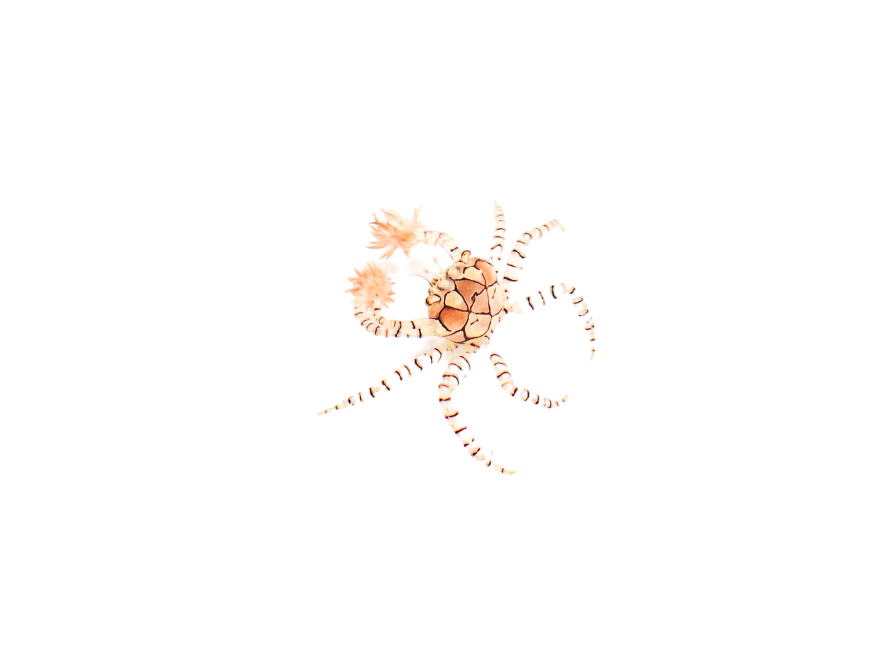 Pom Pom Anemone Crab – Saltwater Fish Victoria