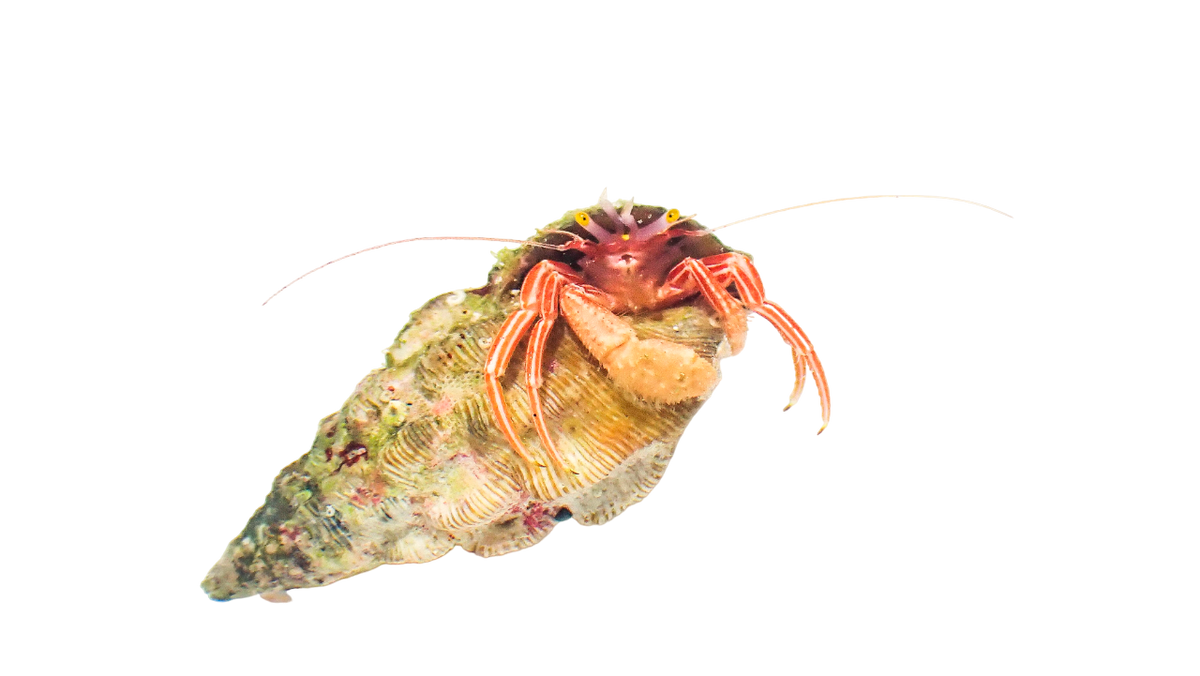 Red Zebra Hermit