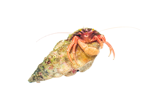 Red Zebra Hermit