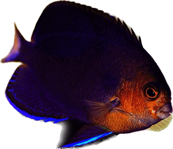 Yellow Tail Angel