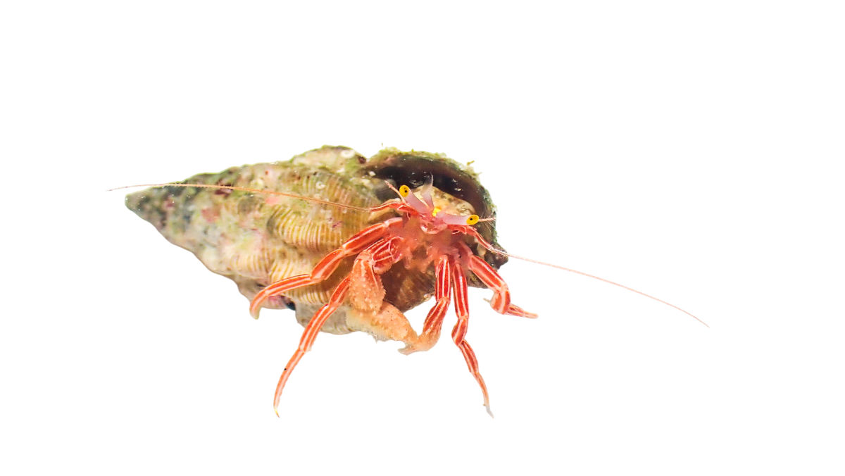 Red Zebra Hermit