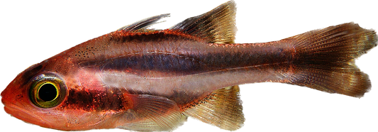 Oblique-Banded Cardinalfish