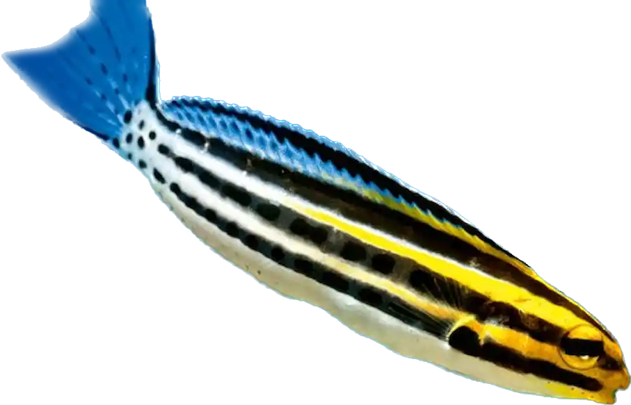 Striped Blenny