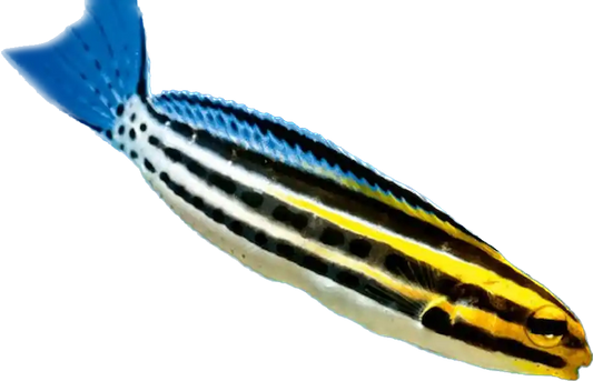 Striped Blenny