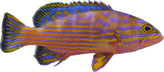 Polleni Grouper 