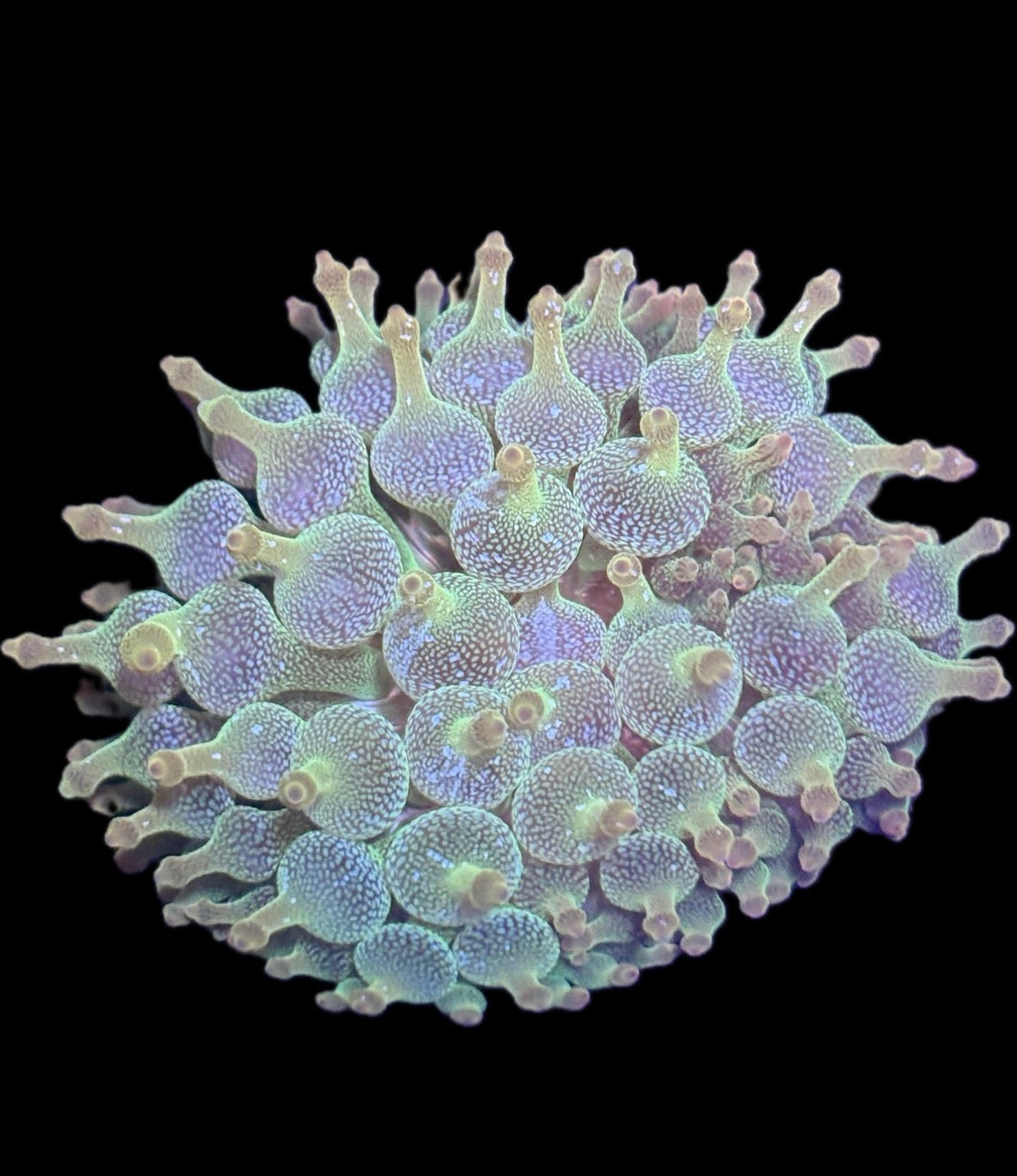 WYSIWYG Anemone #37