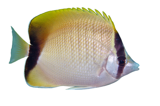 Reef Butterfly